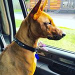 Profile Picture of Blair Huston (@bazzathedog) on Instagram