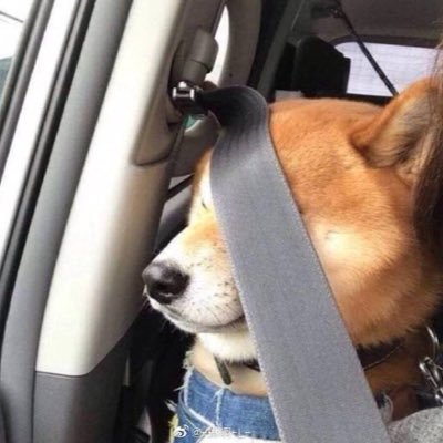 Profile Picture of Johnson Pan (@YangPan303) on Twitter