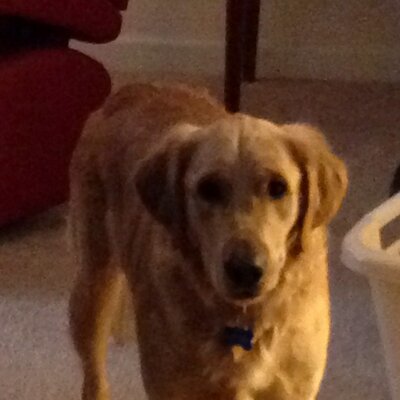 Profile Picture of Richard Epstein (@DolfiniRichard) on Twitter