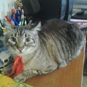 Profile Picture of Bernardetta Centazzo (@bcentazzo) on Pinterest