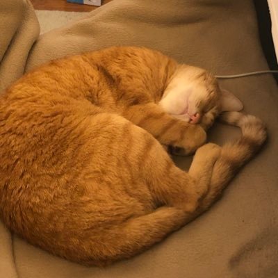 Profile Picture of Bei Zhao (@BeiZhao4) on Twitter