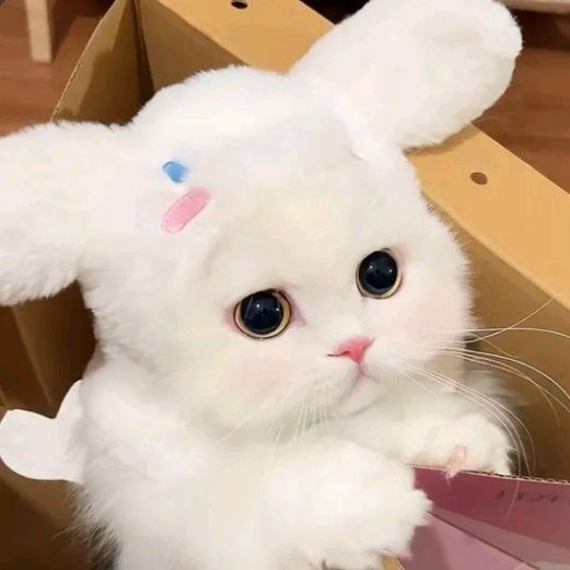 Profile Picture of ลิงหลังเขา (@noppratpingtong) on Tiktok