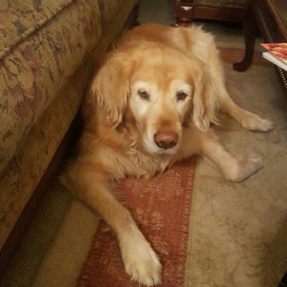 Profile Picture of Kathy Gawne (@mollybygolly) on Poshmark