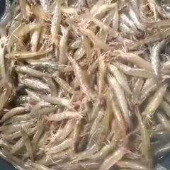 Profile Picture of Ala Ancheta (@ala.ancheta) on Tiktok