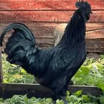 Profile Picture of Yadi Daone (@Yadi-Daone) on Facebook