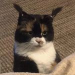 Profile Picture of Joanne Krystel Pable (@lei.toffee) on Instagram