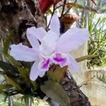 Profile Picture of Carlos Luis Enchautegui (@carlosluisenchautegui) on Instagram