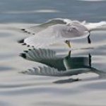 Profile Picture of John Speciale (@specialejohn) on Instagram