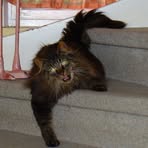 Profile Picture of Susanne Strixner (@Susanne-Strixner) on Facebook