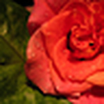 Profile Picture of Mary Miller (@maryrmiller) on Flickr