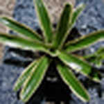 Nancy Veronica - Flickr Profile Picture of Nancy Veronica (@fingersfelines) on Flickr