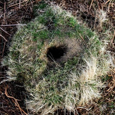 Profile Picture of Vasily Kafanov (@VasilyKafanov) on Twitter