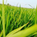 Profile Picture of PARVJEETSINGH@BAJWAL (@sarvjeet6723) on Instagram