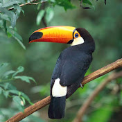 Noah Robbins - Youtube Profile Picture of Noah Robbins (@noahrobbins9323) on Youtube