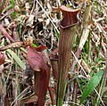 Profile Picture of Sarracenia jonesiion Wikipedia