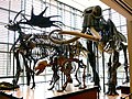 Profile Picture of Beneski Museum of Natural Historyon Wikipedia