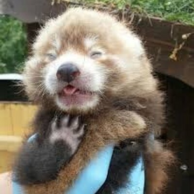 Profile Picture of Veronica Allen (@BrewerKiley) on Twitter