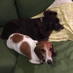 Profile Picture of Sullivan and Beauregard Walker (@weiner_walker) on Instagram