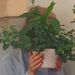 Profile Picture of Plant Mum (@paulohelianthus) on Pinterest