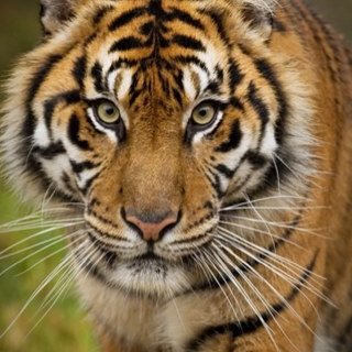 Profile Picture of Elijah Guzman (@isis700) on Twitter