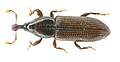Profile Picture of Cossoninaeon Wikipedia
