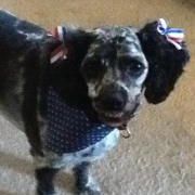 Profile Picture of Cindy Burchell (@cdburchell) on Pinterest