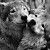 Profile Picture of Javier Arancibia (@diariohungaro) on Pinterest