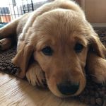 Profile Picture of Matthew Gullason (@matthew_gullason) on Instagram