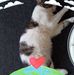 Profile Picture of Lisa Scuderi (@Lisa-Scuderi) on Facebook