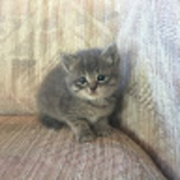 Profile Picture of Melanie Verbrugge (@melverbug) on Poshmark