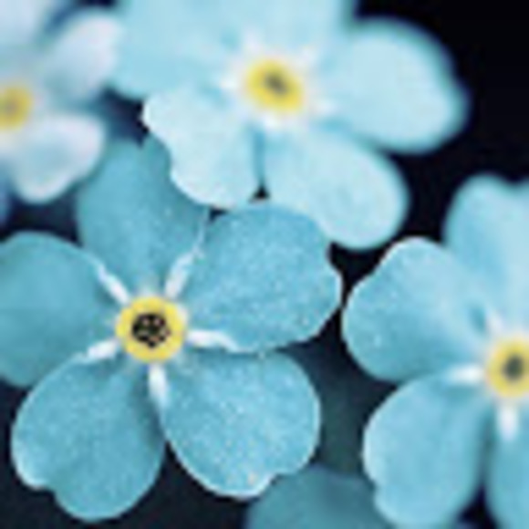 Profile Picture of Vrundaben Patel (@patev6917) on Poshmark