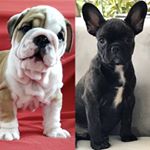 Profile Picture of Peter & Bruce (@bulldogdosvaladao) on Instagram