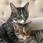Profile Picture of Boris & Barry (@borisbarry) on Instagram