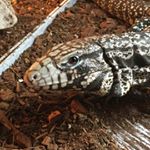 Profile Picture of Tommy Seals (@tomzilla54) on Instagram