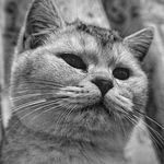 Profile Picture of Zaki Shawqi (@zakishawqi) on Flickr