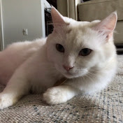 Profile Picture of Nicholas Munoz (@nicholasmunoz3400) on Youtube