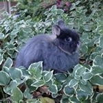 Profile Picture of Jersey Woolies (@laurel_oaks_rabbitry) on Instagram