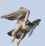 Profile Picture of Kev Towning (@kevin.towning.14) on Facebook