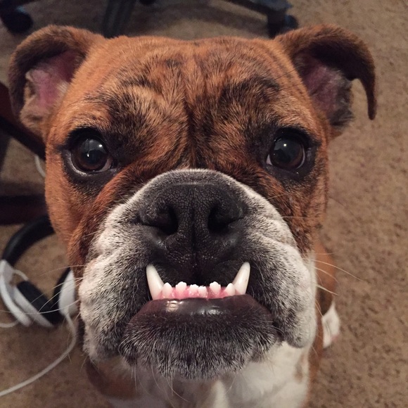 Profile Picture of Amanda Chambers (@mandachambers) on Poshmark