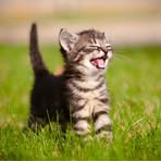 Profile Picture of Léonie Chapelaine (@leonie.chapelaine) on Facebook