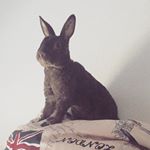 Profile Picture of Scott 🐰 (@scottlelapin) on Instagram