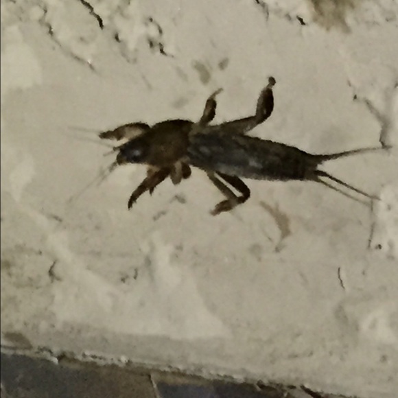 Profile Picture of Steve Sands (@stevejsands) on Poshmark