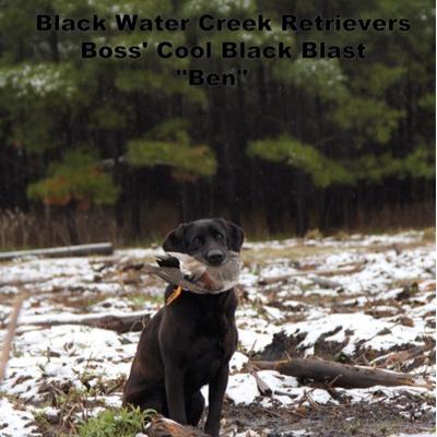 Profile Picture of Mike Hudman (@BWCretrievers) on Twitter