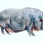 Profile Picture of puzo (@puzatiy_pizdaboll) on Instagram