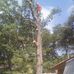 Profile Picture of Austin Tree Trimming (@austin.treetrimming) on Facebook