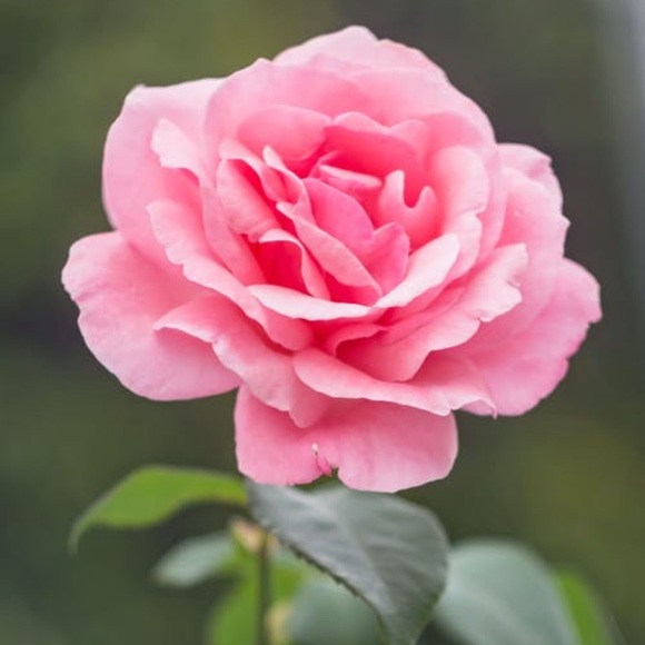 Profile Picture of Samantha Pollice (@soaquino100) on Poshmark