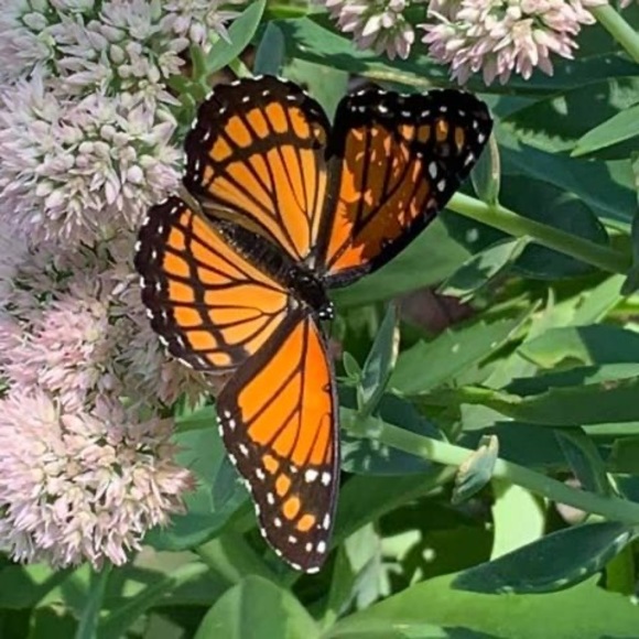 Profile Picture of Vikki jo Campbell jungferman (@vjungferman) on Poshmark