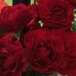 Profile Picture of Rita Bernacchi (@britabernacchi) on Instagram