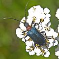 Profile Picture of Gaurotes virgineaon Wikipedia