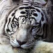 Profile Picture of Dylan Basham (@dylanbasham9607) on Youtube